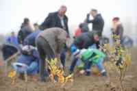 MARASESTI - START CAMPANIE PLANTARE - PARCUL MEMORIEI NATIONALE