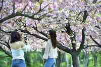 BUCURESTI - PARCUL HERASTRAU - GRADINA JAPONEZA