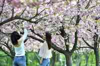 BUCURESTI - PARCUL HERASTRAU - GRADINA JAPONEZA