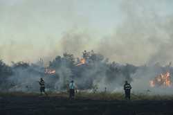 BUCURESTI - INCENDIU DE VEGETATIE USCATA