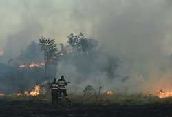 BUCURESTI - INCENDIU DE VEGETATIE USCATA