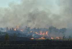 BUCURESTI - INCENDIU DE VEGETATIE USCATA