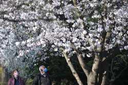 BUCURESTI - PARCUL HERASTRAU - GRADINA JAPONEZA