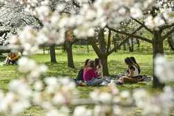 BUCURESTI - PARCUL HERASTRAU - GRADINA JAPONEZA