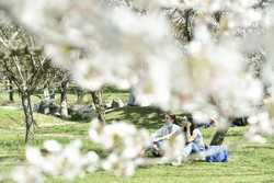 BUCURESTI - PARCUL HERASTRAU - GRADINA JAPONEZA