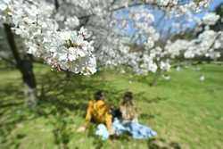 BUCURESTI - PARCUL HERASTRAU - GRADINA JAPONEZA