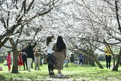 BUCURESTI - PARCUL HERASTRAU - GRADINA JAPONEZA