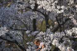 BUCURESTI - PARCUL HERASTRAU - GRADINA JAPONEZA