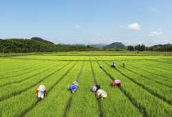 CHINASUMMERFARMING CN