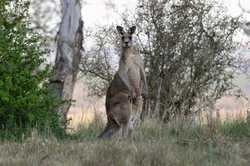 AUSTRALIACANBERRAKANGAROO