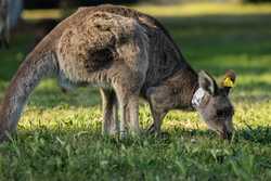 AUSTRALIACANBERRAKANGAROO