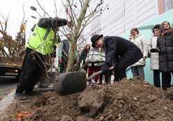 BUCURESTI - ACTIUNE DE PLANTARE DE ARBORI - BULEVARDUL MAGHERU