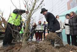 BUCURESTI - ACTIUNE DE PLANTARE DE ARBORI - BULEVARDUL MAGHERU