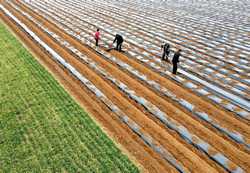 CHINAAGRICULTURESPRINGFARMING CN