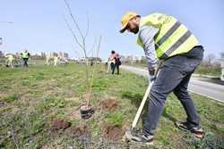 BUCURESTI - EVENIMENT - PLANTARE ARBORI - PADURE URBANA