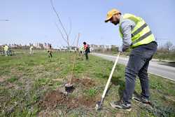 BUCURESTI - EVENIMENT - PLANTARE ARBORI - PADURE URBANA