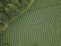 CHINAGUIZHOUYUQINGSPRING TEA CN