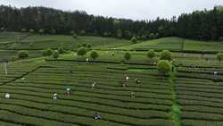 CHINAGUIZHOUYUQINGSPRING TEA CN