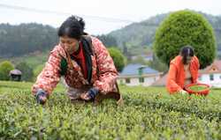 CHINAGUIZHOUYUQINGSPRING TEA CN