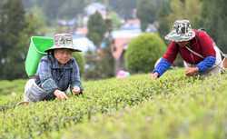 CHINAGUIZHOUYUQINGSPRING TEA CN