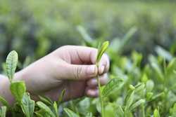 CHINAGUIZHOUYUQINGSPRING TEA CN