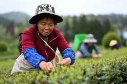 CHINAGUIZHOUYUQINGSPRING TEA CN