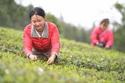 CHINAGUIZHOUYUQINGSPRING TEA CN