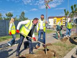 TARGOVISTE - PLANTARE DE CIRESI JAPONEZI