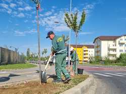 TARGOVISTE - PLANTARE DE CIRESI JAPONEZI