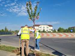 TARGOVISTE - PLANTARE DE CIRESI JAPONEZI