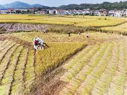 Xinhua Headlines Major Chinese agricultural provinces secure grain harvest despite extreme weather