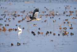 EcoChinaCHINASHANGHAINATURE RESERVEMIGRANT BIRDS CN