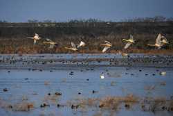 EcoChinaCHINASHANGHAINATURE RESERVEMIGRANT BIRDS CN