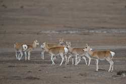 EcoChinaCHINAQINGHAIGRASSLANDPRZEWALSKIS GAZELLES CN