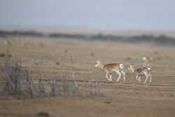 EcoChinaCHINAQINGHAIGRASSLANDPRZEWALSKIS GAZELLES CN