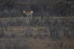 EcoChinaCHINAQINGHAIGRASSLANDPRZEWALSKIS GAZELLES CN