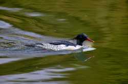 CHINAFUJIANYONGTAICHINESE MERGANSERS CN