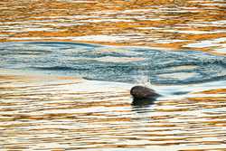 CHINAHUBEIYICHANGYANGTZE FINLESS PORPOISES CN