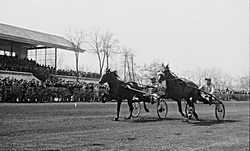 HIPODROM BANEASA - 1954