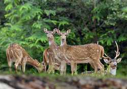 SRI LANKAWILDLIFEDEER