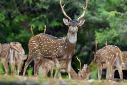 SRI LANKAWILDLIFEDEER