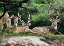 SRI LANKAWILDLIFEDEER