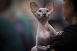 HUNGARY CAT SHOW