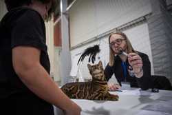 HUNGARY CAT SHOW