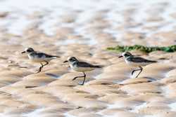 HainanOutlook CHINAHAINANWETLANDMIGRANT BIRDS CN