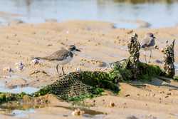 HainanOutlook CHINAHAINANWETLANDMIGRANT BIRDS CN