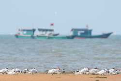 HainanOutlook CHINAHAINANWETLANDMIGRANT BIRDS CN