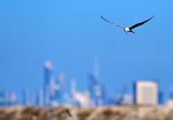 KUWAITCAPITAL GOVERNORATEBIRD COUNTING