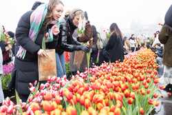 NETHERLANDSAMSTERDAMNATIONAL TULIP DAY