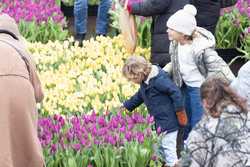 NETHERLANDSAMSTERDAMNATIONAL TULIP DAY